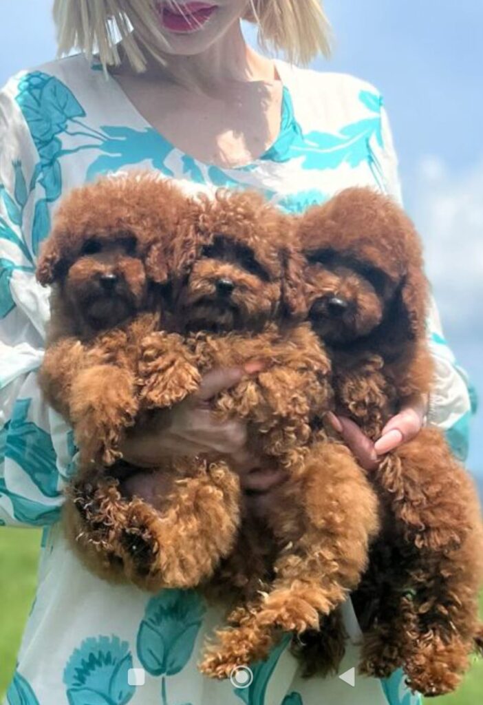 cuccioli barboncino toy